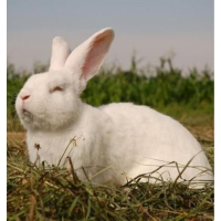 КФХ "Архангельск"